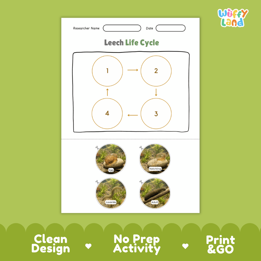 Leech Life Cycle Poster and Cut and Paste Activity Worksheet