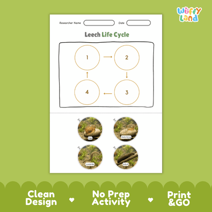 Leech Life Cycle Poster and Cut and Paste Activity Worksheet