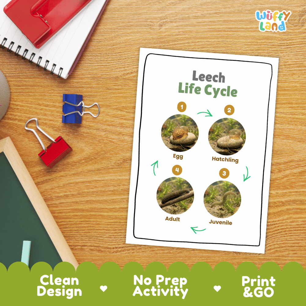 Leech Life Cycle Poster and Cut and Paste Activity Worksheet