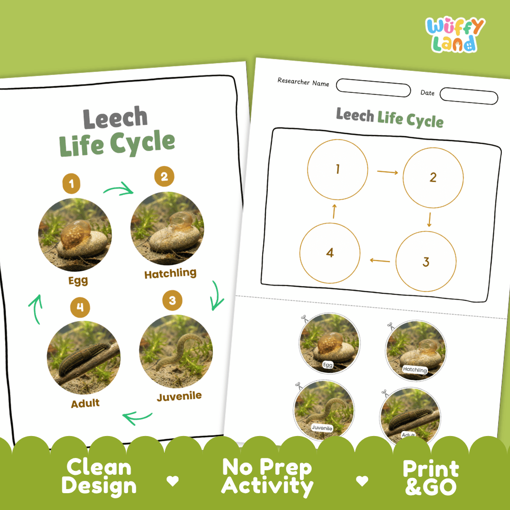 Leech Life Cycle Poster and Cut and Paste Activity Worksheet