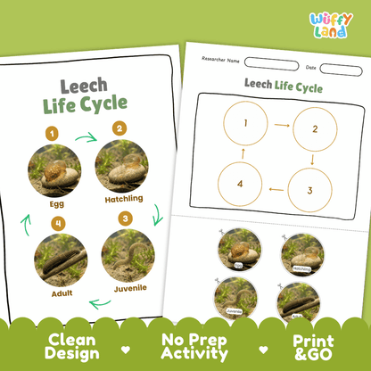 Leech Life Cycle Poster and Cut and Paste Activity Worksheet
