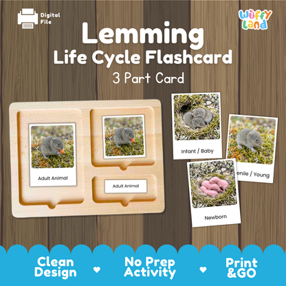 Lemming Life Cycle Flashcard 3 Part Card