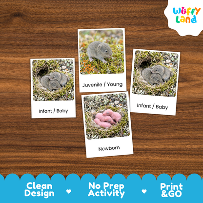 Lemming Life Cycle Flashcard 3 Part Card