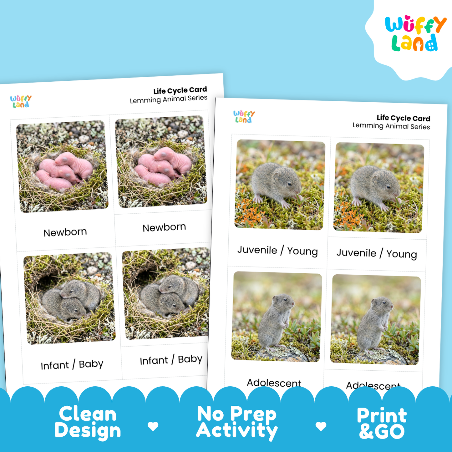 Lemming Life Cycle Flashcard 3 Part Card
