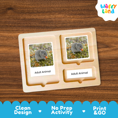 Lemming Life Cycle Flashcard 3 Part Card