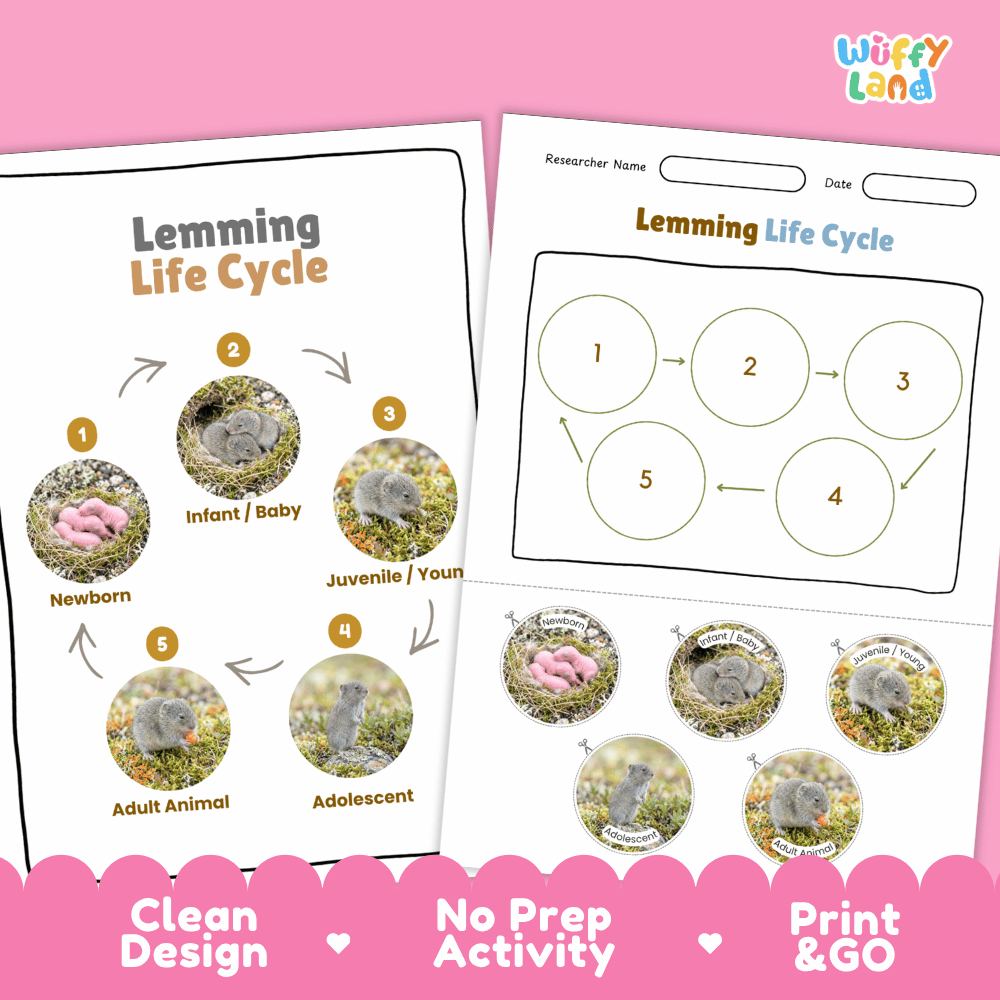 Lemming Life Cycle Poster and Cut and Paste Worksheet Activity