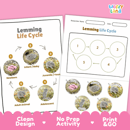 Lemming Life Cycle Poster and Cut and Paste Worksheet Activity