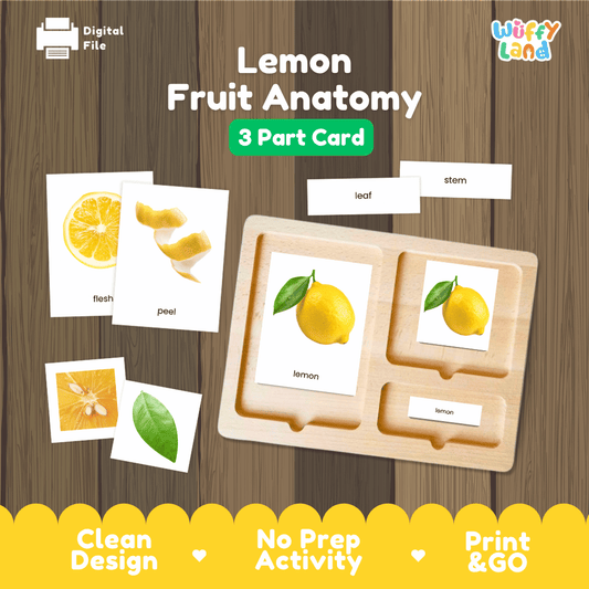 Lemon Fruit Anatomy Montessori 3-part cards printable botany activity pack overview from Wuffy Land arranged on wooden display tray 🍋🍃