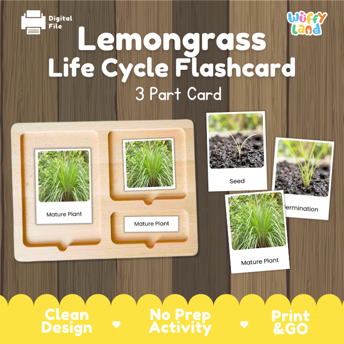 Lemongrass Life Cycle Flashcard 3 Part Card Montessori Science Printable