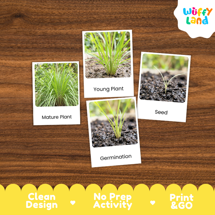 Lemongrass Life Cycle Flashcard 3 Part Card Montessori Science Printable