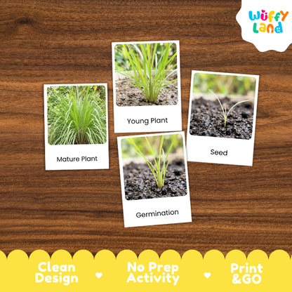 Lemongrass Life Cycle Flashcard 3 Part Card Montessori Science Printable