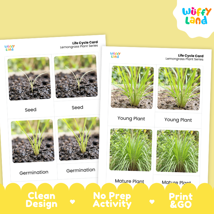Lemongrass Life Cycle Flashcard 3 Part Card Montessori Science Printable