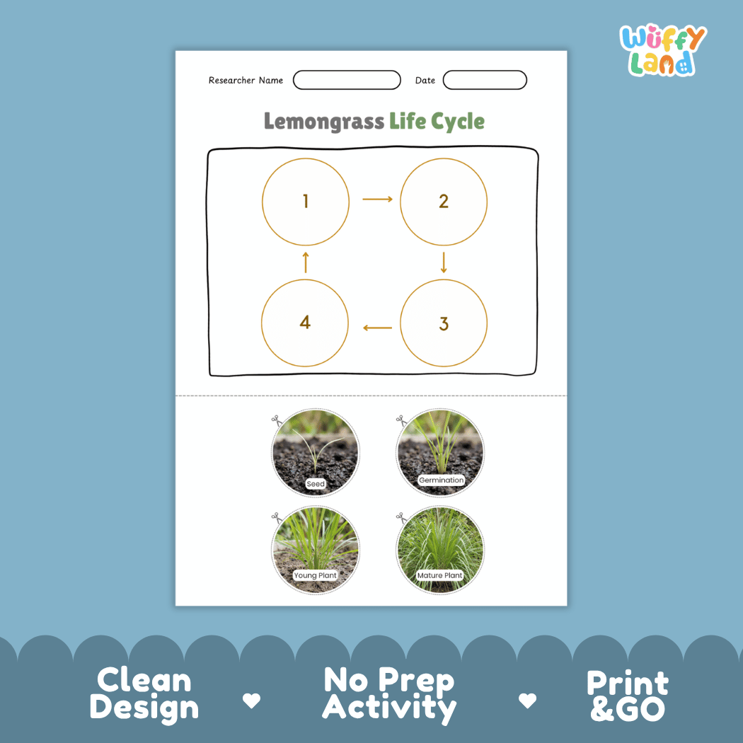 Lemongrass Life Cycle Poster and Cut and Paste Worksheet Activity