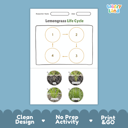 Lemongrass Life Cycle Poster and Cut and Paste Worksheet Activity