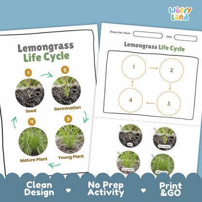 Lemongrass Life Cycle Poster and Cut and Paste Worksheet Activity
