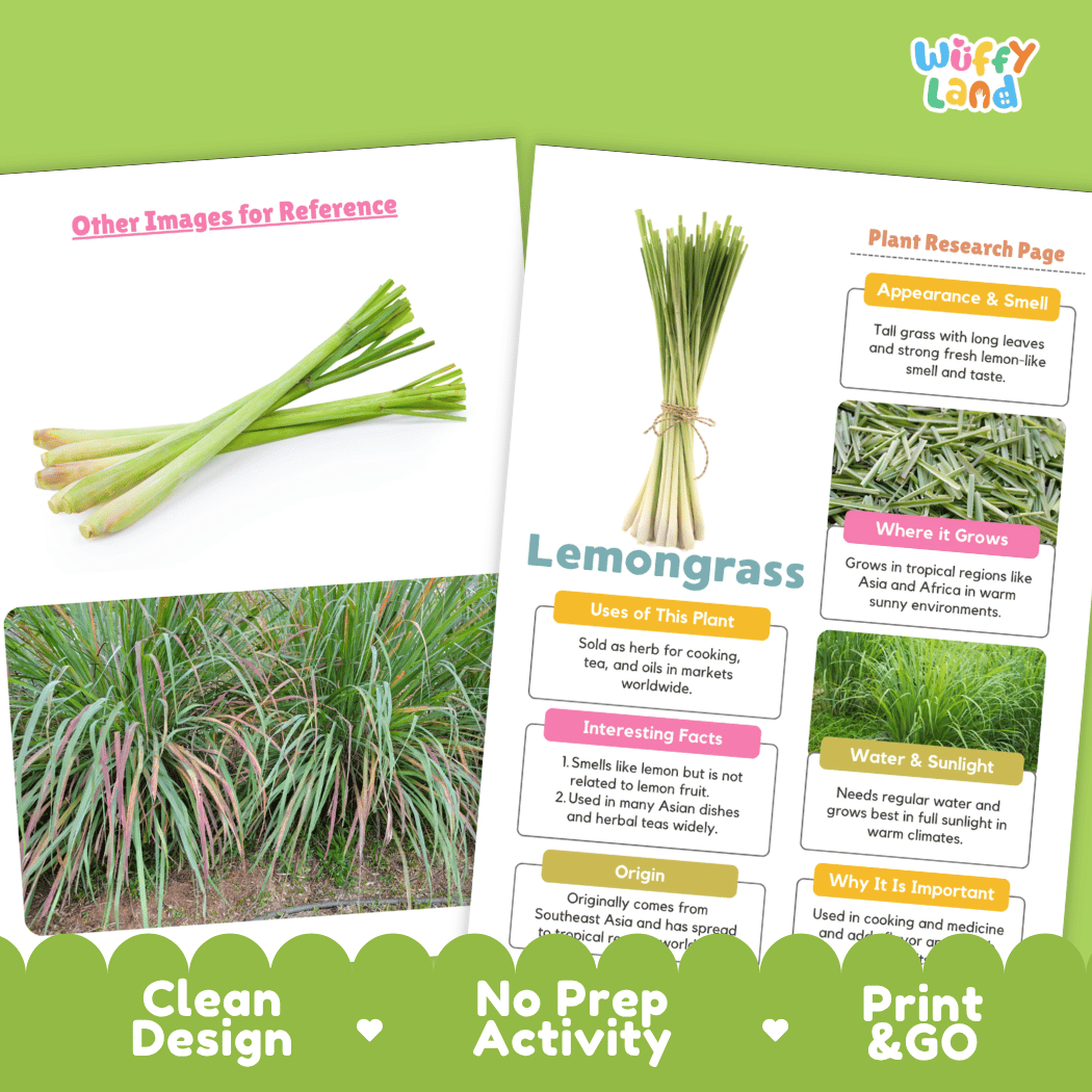 Lemongrass Plant Research Page Worksheets and Fact Sheet