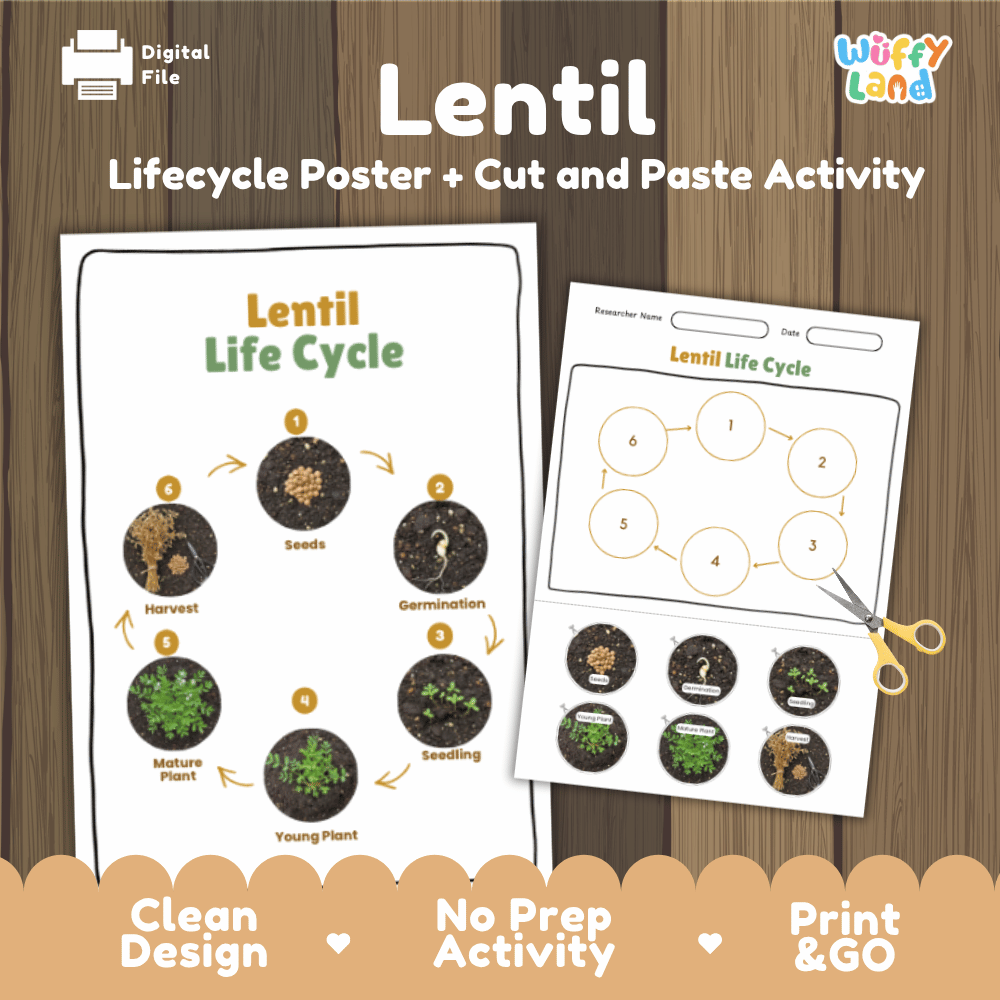 Lentil Lifecycle Poster and Cut and Paste Activity Worksheets | Plant Science Printables