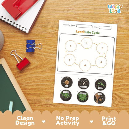 Lentil Lifecycle Poster and Cut and Paste Activity Worksheets | Plant Science Printables