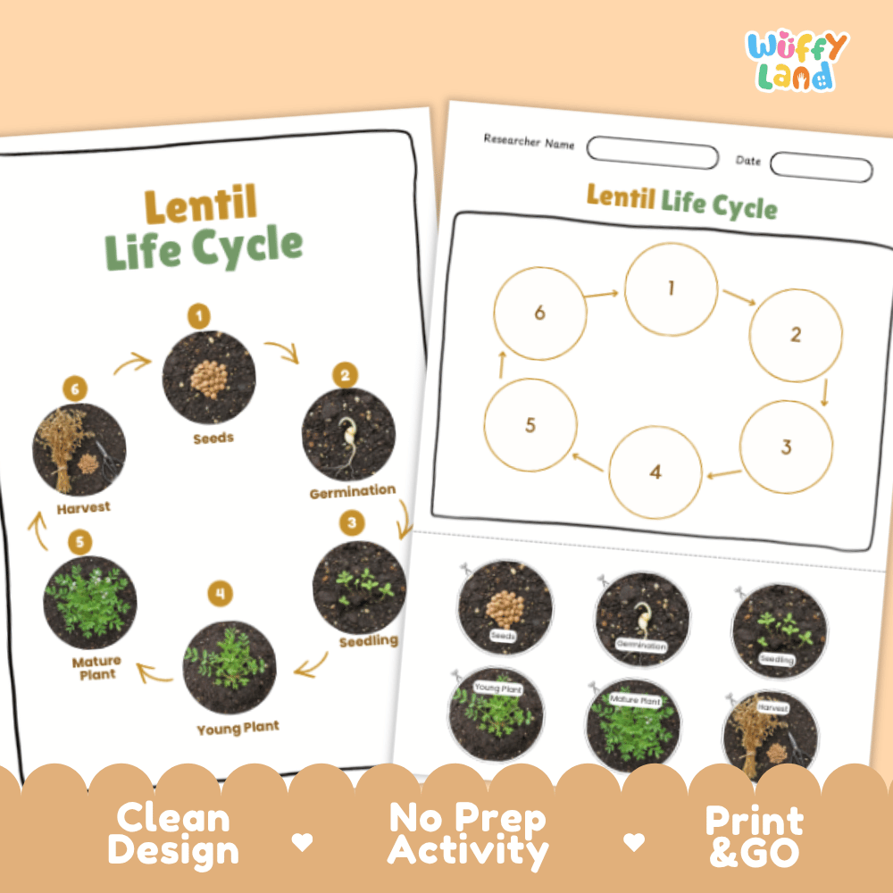 Lentil Lifecycle Poster and Cut and Paste Activity Worksheets | Plant Science Printables
