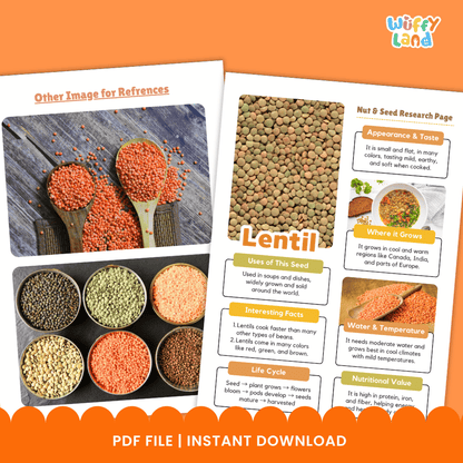 Lentil Nut and Seed Research Page Worksheets and Fact Sheet