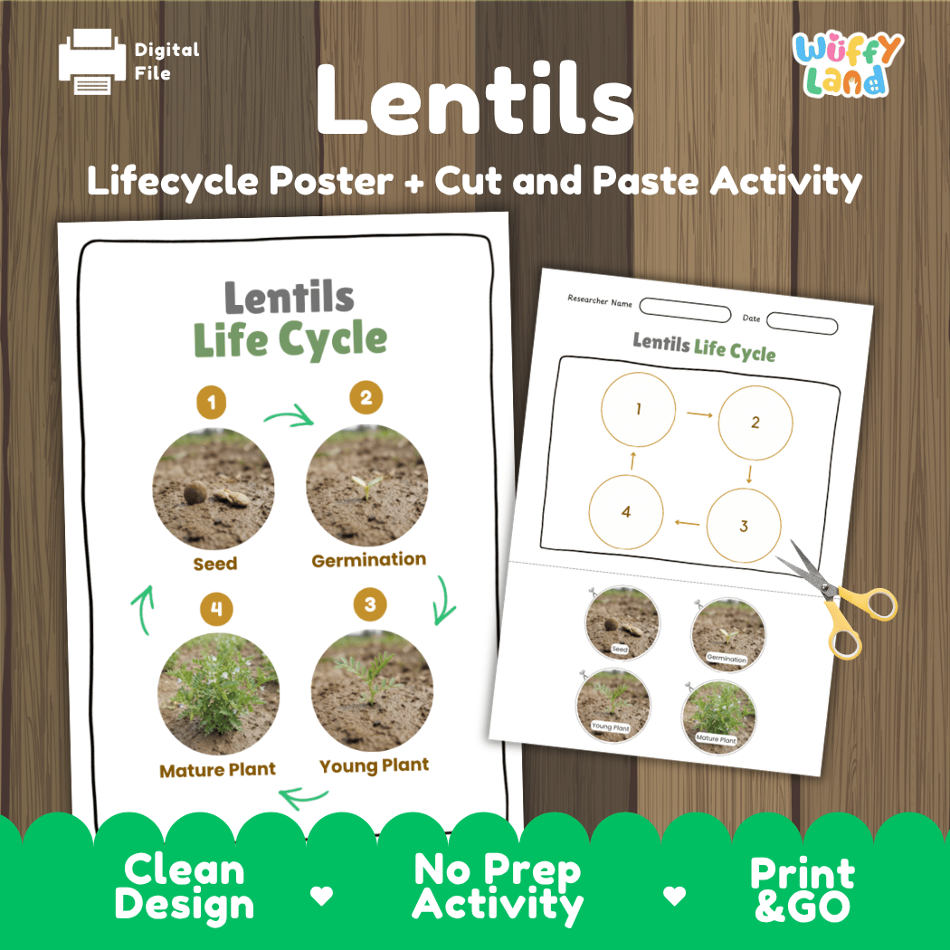 Lentils Life Cycle Poster and Cut and Paste Activity Worksheets