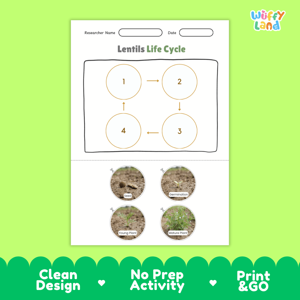 Lentils Life Cycle Poster and Cut and Paste Activity Worksheets