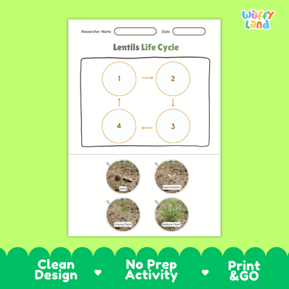 Lentils Life Cycle Poster and Cut and Paste Activity Worksheets