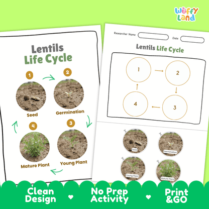 Lentils Life Cycle Poster and Cut and Paste Activity Worksheets
