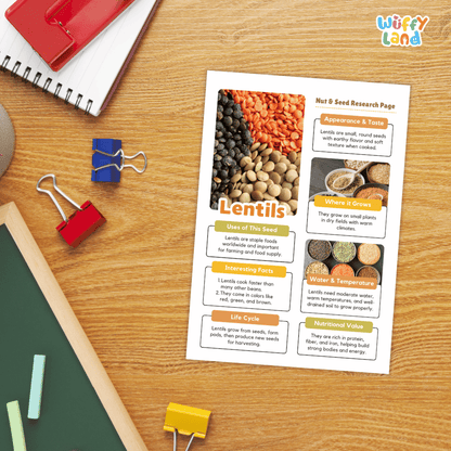 Lentils Nut and Seed Research Pages and Worksheets