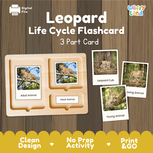 Montessori 3-part photo cards for leopard life cycle shown on wooden tray paired with animal research report worksheets and reference photo page