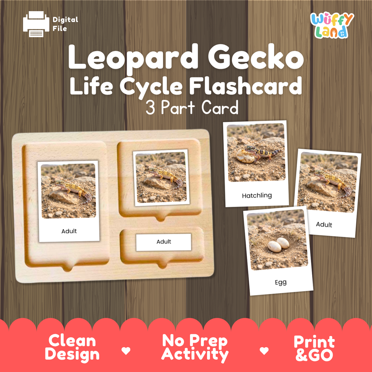 Leopard Gecko Life Cycle Flashcards 3 Part Cards Montessori Science Activity