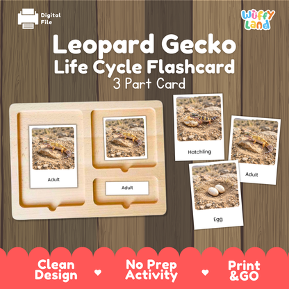Leopard Gecko Life Cycle Flashcards 3 Part Cards Montessori Science Activity