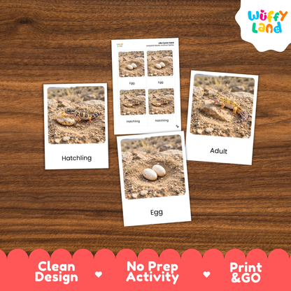 Leopard Gecko Life Cycle Flashcards 3 Part Cards Montessori Science Activity