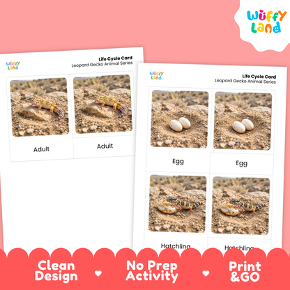 Leopard Gecko Life Cycle Flashcards 3 Part Cards Montessori Science Activity