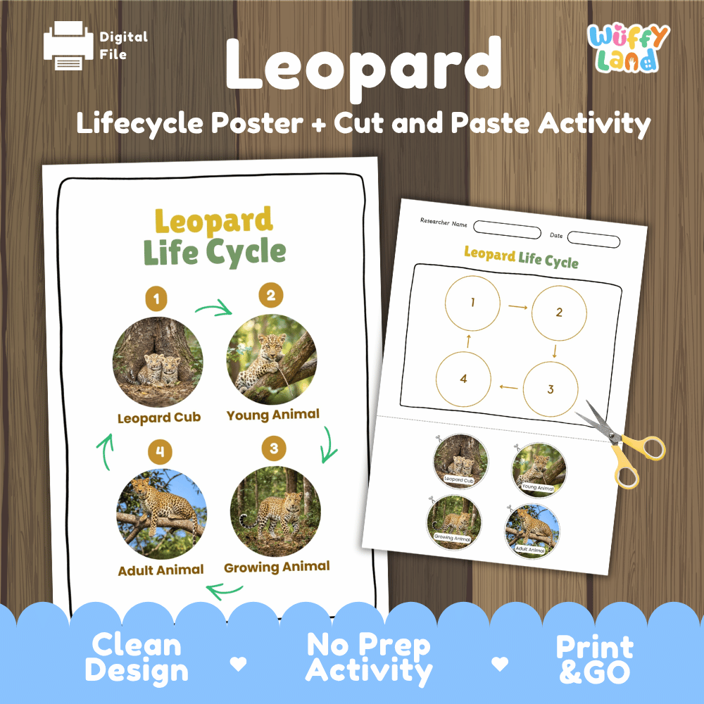 Leopard Life Cycle Poster and Cut and Paste Activity Worksheets
