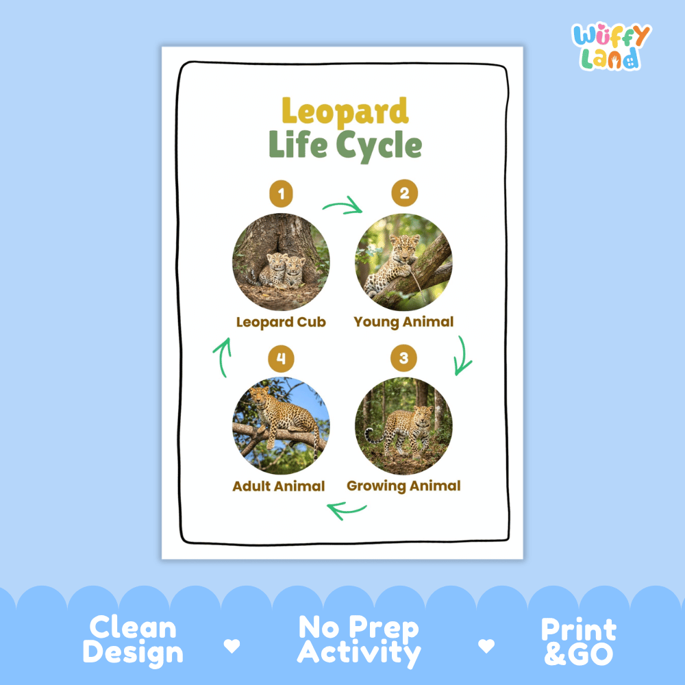 Leopard Life Cycle Poster and Cut and Paste Activity Worksheets
