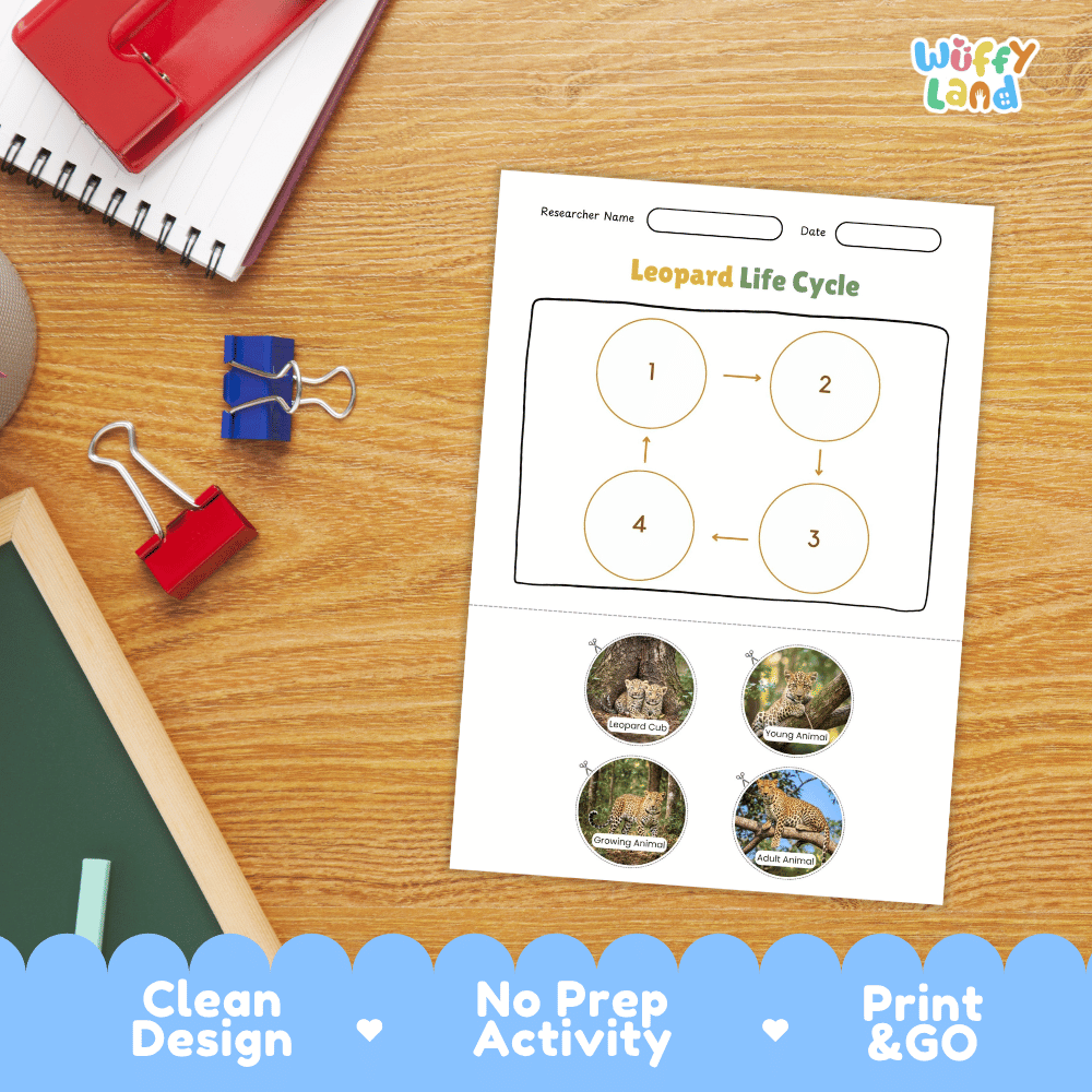 Leopard Life Cycle Poster and Cut and Paste Activity Worksheets