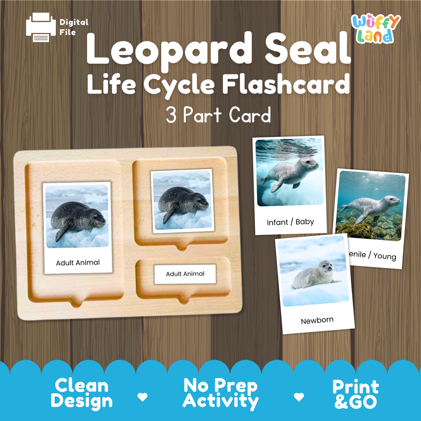 Leopard Seal Life Cycle Flashcard 3 Part Card