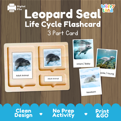 Leopard Seal Life Cycle Flashcard 3 Part Card