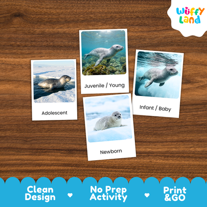 Leopard Seal Life Cycle Flashcard 3 Part Card