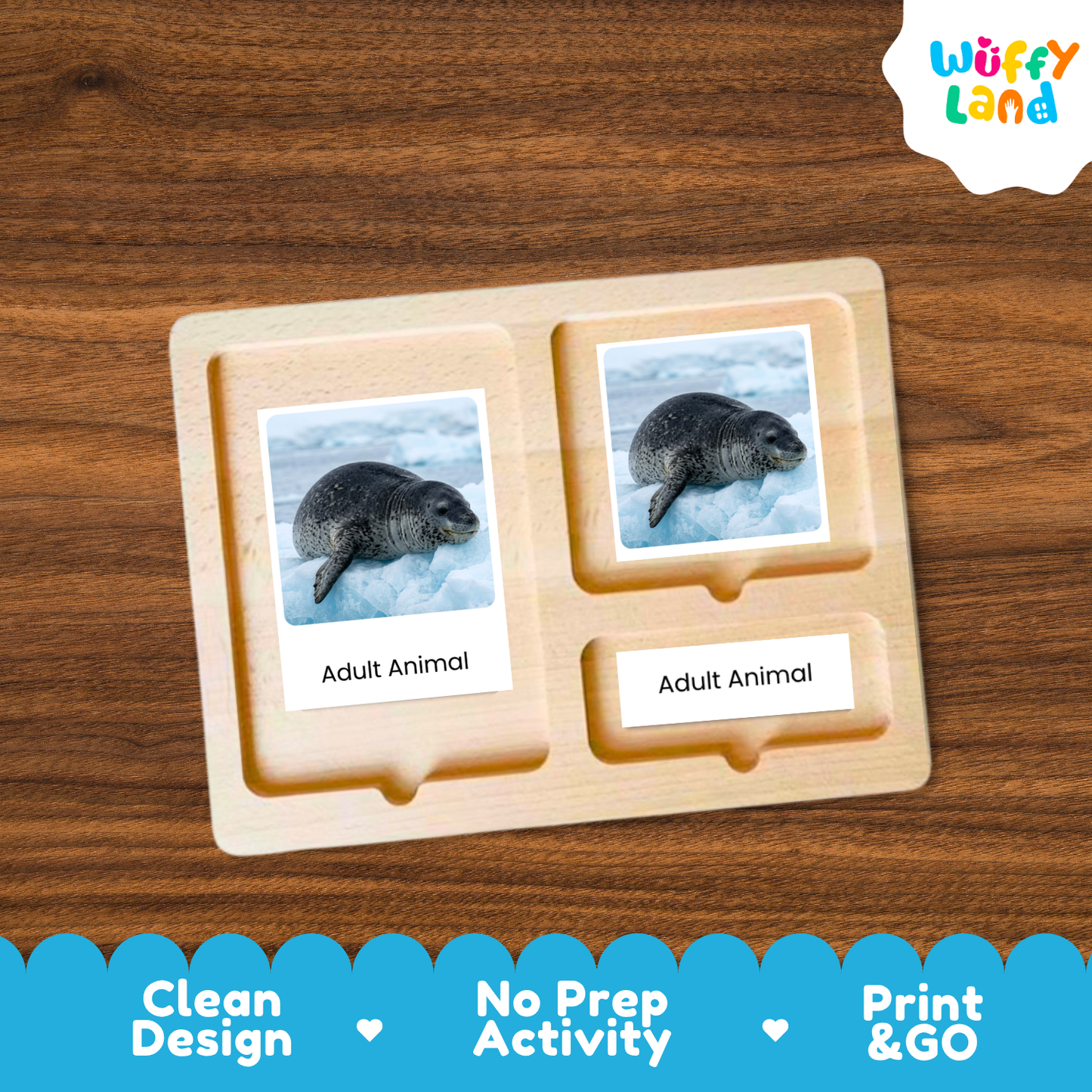 Leopard Seal Life Cycle Flashcard 3 Part Card