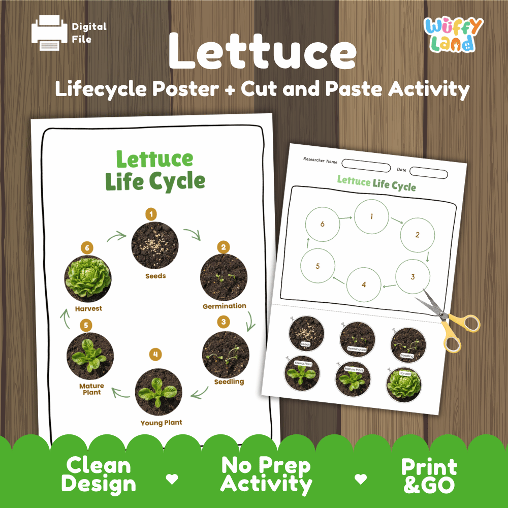Lettuce Life Cycle Poster and Cut and Paste Activity Plant Science Printable