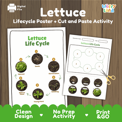 Lettuce Life Cycle Poster and Cut and Paste Activity Plant Science Printable