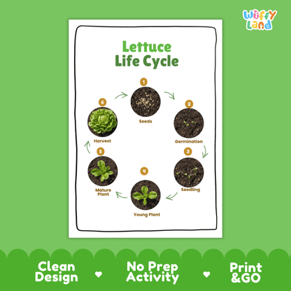 Lettuce Life Cycle Poster and Cut and Paste Activity Plant Science Printable