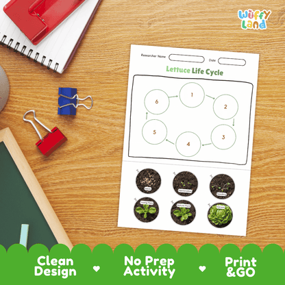 Lettuce Life Cycle Poster and Cut and Paste Activity Plant Science Printable