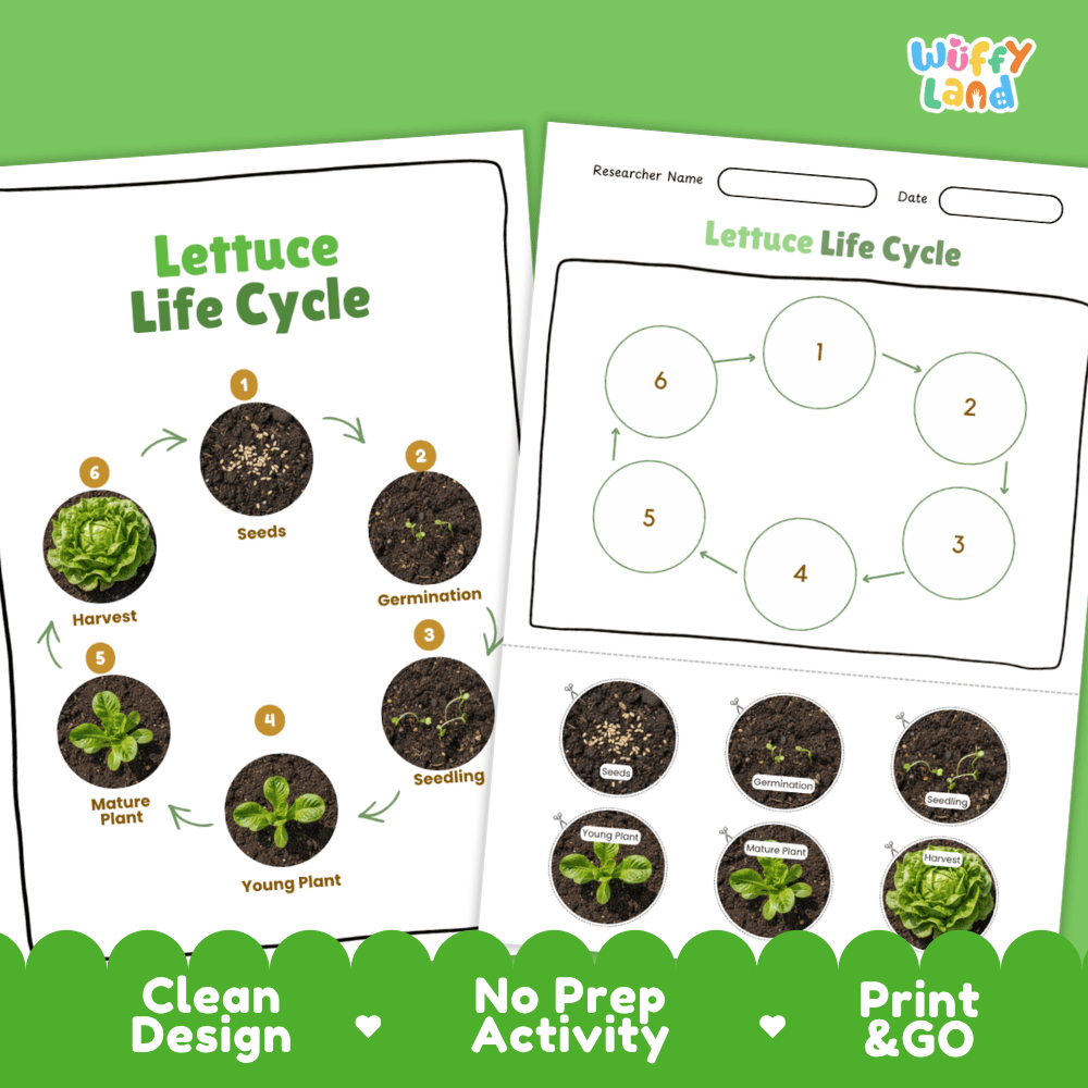 Lettuce Life Cycle Poster and Cut and Paste Activity Plant Science Printable