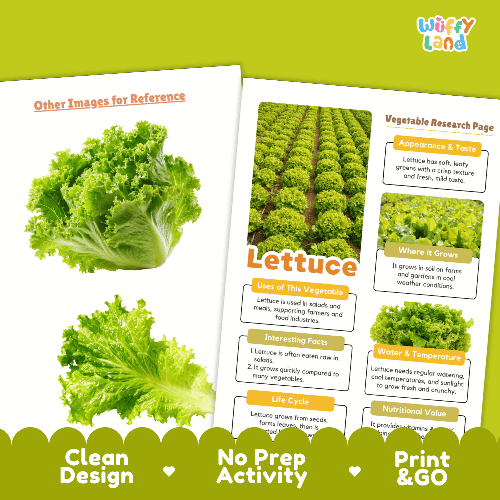 Lettuce Vegetable Research Page Worksheets and Fact Sheet