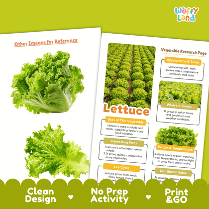 Lettuce Vegetable Research Page Worksheets and Fact Sheet