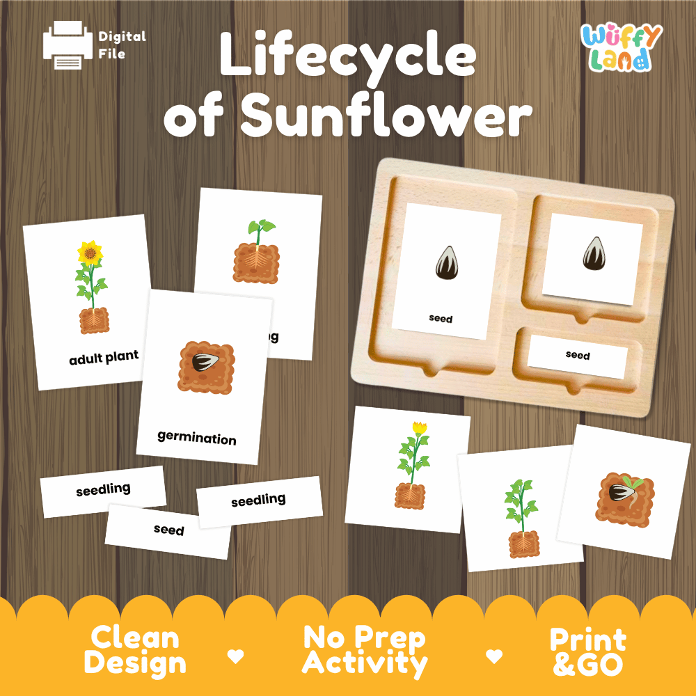 Lifecycle of sunflower 3 part cards printable Montessori botany activity pack overview from Wuffy Land featuring plant growth stages 🌻🌱