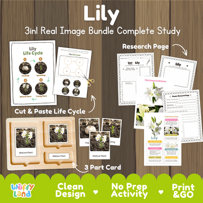 Lily flower 3in1 real image bundle complete study printable featuring life cycle cut and paste worksheets, Montessori 3-part cards, and research pages